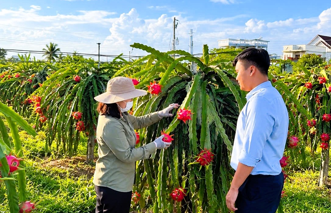 Đầu tư cho cây thanh long, một trong những thế mạnh của các QTDND thuộc khu vực Bình Thuận - Lâm Đồng.