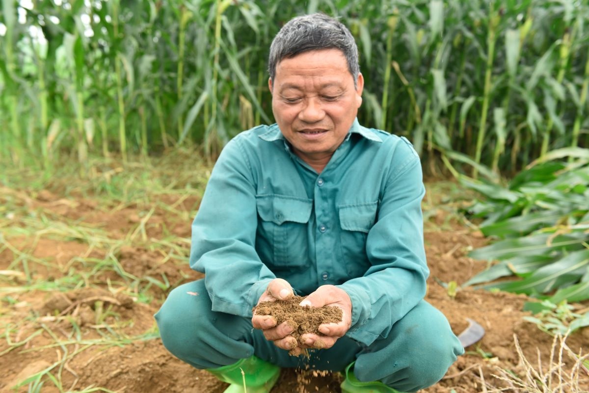 Ông Lê Văn Long - một nông dân tham gia chương trình liên kết với Vinamilk - trong một vụ thu hoạch bắp sinh khối (Ảnh: Hoàng Đông). Ông Lê Văn Long - một nông dân tham gia chương trình liên kết với Vinamilk - trong một vụ thu hoạch bắp sinh khối (Ảnh: Hoàng Đông).