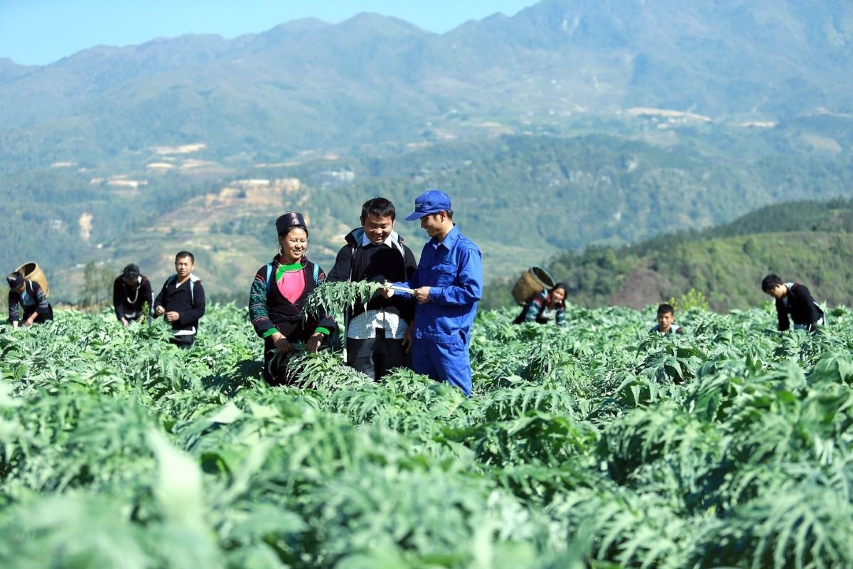 Ngành dược liệu cần chuẩn hóa sản xuất, kiểm soát chất lượng     ảnh: minh họa