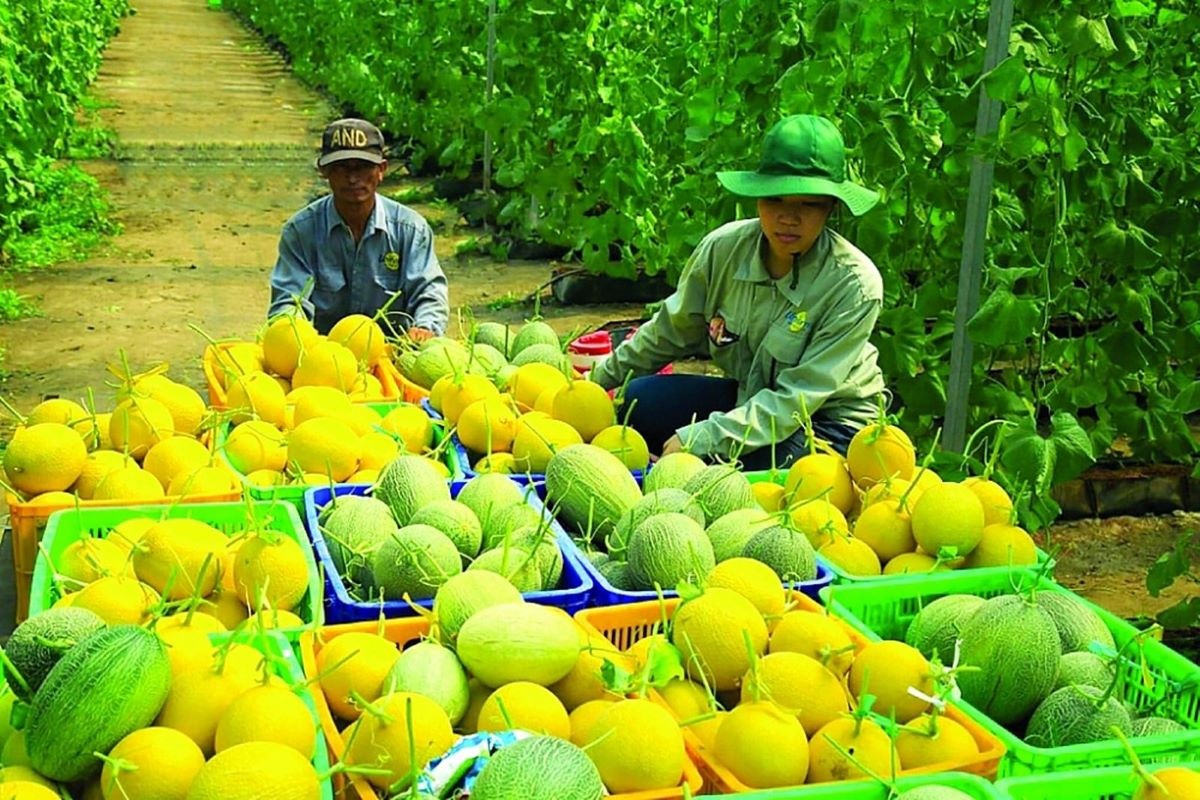 Doanh nghiệp kiến nghị đẩy mạnh công nghệ để nâng sức cạnh tranh nông sản Việt     ảnh: minh họaDoanh nghiệp kiến nghị đẩy mạnh công nghệ để nâng sức cạnh tranh nông sản Việt     ảnh: minh họaDoanh nghiệp kiến nghị đẩy mạnh công nghệ để nâng sức cạnh tranh nông sản Việt     ảnh: minh họaDoanh nghiệp kiến nghị đẩy mạnh công nghệ để nâng sức cạnh tranh nông sản Việt     ảnh: minh họaDoanh nghiệp kiến nghị đẩy mạnh công nghệ để nâng sức cạnh tranh nông sản Việt     ảnh: minh họaDoanh nghiệp kiến nghị đẩy mạnh công nghệ để nâng sức cạnh tranh nông sản Việt     ảnh: minh họa