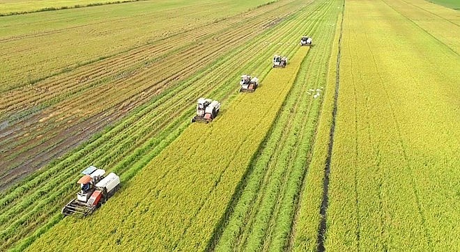 Mô hình phát triển hạt gạo phát thải thấp được triển khai thí điểm tại Đồng bằng sông Cửu Long (Nguồn ảnh: VnEconomy) Mô hình phát triển hạt gạo phát thải thấp được triển khai thí điểm tại Đồng bằng sông Cửu Long (Nguồn ảnh: VnEconomy)