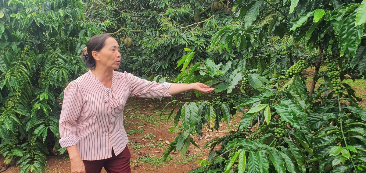 Đắk Lắk phát triển vùng cà phê bền vững, thích ứng biến đổi khí hậu