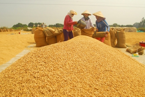 Tiếp tục đẩy mạnh cho vay sản xuất, tiêu thụ lúa gạo Đồng bằng sông Cửu Long