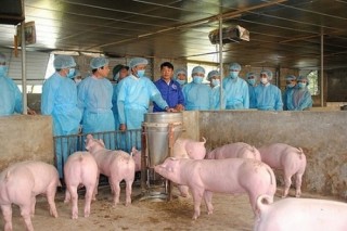 Hà Nội sử dụng nguồn ngân sách dự phòng để chống dịch tả lợn châu Phi