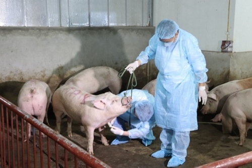 Lập Ban chỉ đạo quốc gia phòng, chống dịch tả lợn Châu Phi