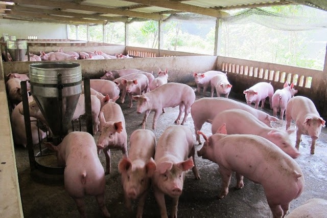 15 doanh nghiệp lớn cam kết đưa giá lợn hơi xuống 70.000 đồng/kg