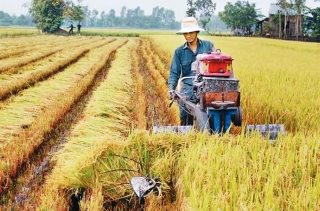 Hà Nội: 382 xã đạt, cơ bản đạt tiêu chí tổ chức sản xuất trong xây dựng nông thôn mới