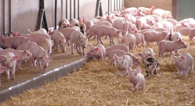Các doanh nghiệp sẽ nhập khẩu 12 nghìn con lợn giống