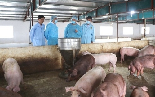 Ngăn chặn, kiểm soát, loại bỏ bệnh dịch tả lợn châu Phi