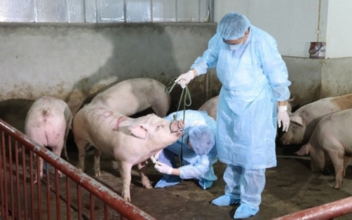 Ban Bí thư ban hành Chỉ thị về thực hiện phòng, chống dịch tả lợn châu Phi