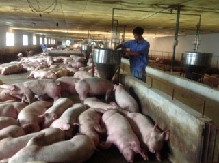 Các ngân hàng đã cho vay hỗ trợ người chăn nuôi lợn 357 tỷ đồng