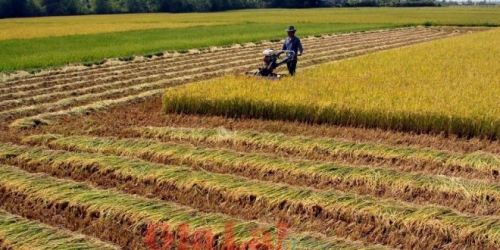 Quy định mới về quản lý, sử dụng đất trồng lúa