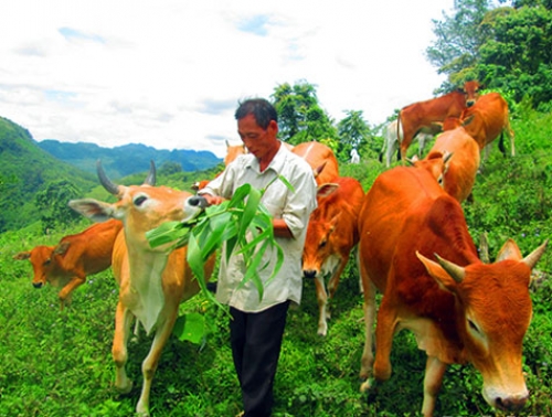Nghệ An: Nông nghiệp đang tăng dần tỷ trọng chăn nuôi và dịch vụ