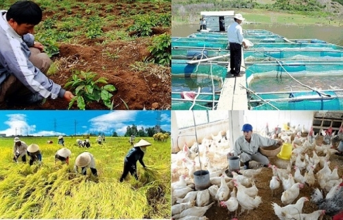 Hướng dẫn mới về cho vay phát triển nông nghiệp, nông thôn
