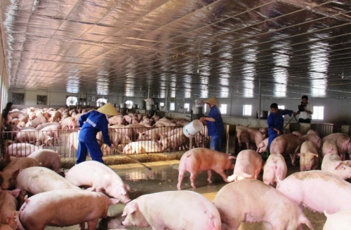 Phòng chống dịch tả lợn châu Phi bằng phương thức chăn nuôi an toàn sinh học