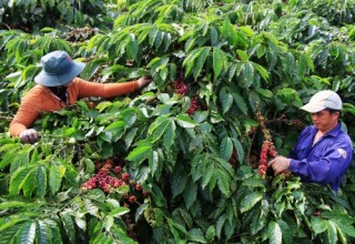 Diện tích cà phê trên địa bàn Đắk Lắk có thể giảm 231 ha