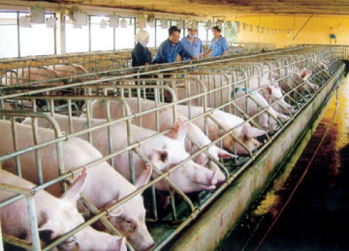 Sử dụng chất cấm trong chăn nuôi có thể bị phạt tới 100 triệu đồng