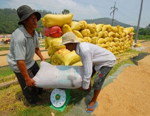 Long An: Các DN trong tỉnh hoàn thành 47% chỉ tiêu mua tạm trữ lúa gạo