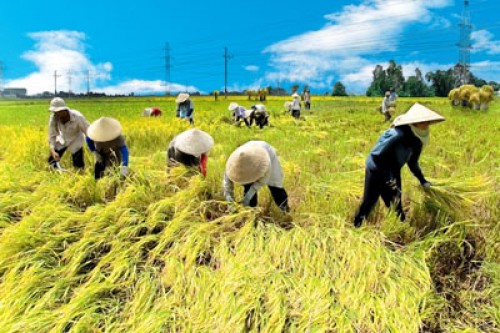 Đất chuyên trồng lúa nước được NSNN hỗ trợ 1 triệu đồng/ha/năm