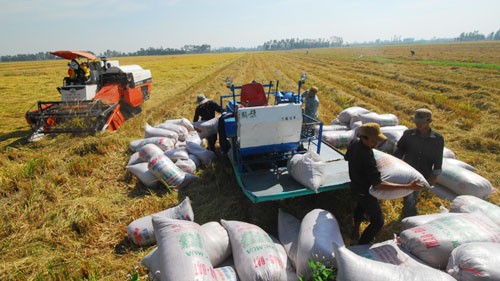 Không hỗ trợ lãi suất đối với các khoản vay tạm trữ lúa gạo quá hạn
