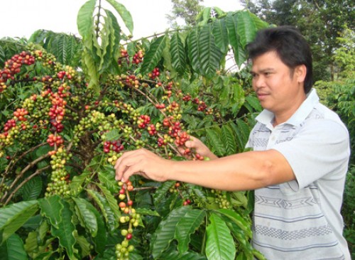 Triển khai chính sách cho vay tái canh cà phê khu vực Tây Nguyên