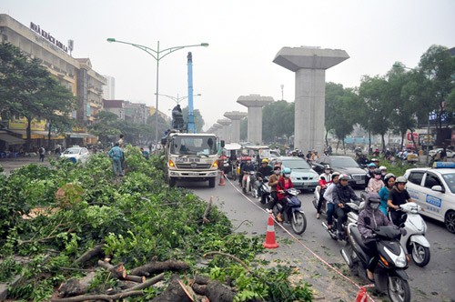 Công bố kết luận thanh tra việc cải tạo, thay thế cây xanh tại Hà Nội