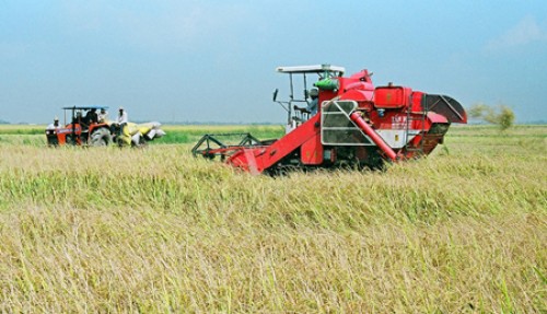 Thương hiệu gạo Việt Nam là công cụ tái cơ cấu ngành lúa gạo phát triển bền vững