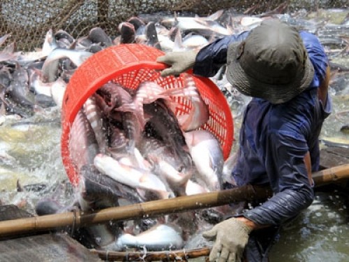 Hoa Kỳ hủy bỏ chương trình thanh tra cá da trơn mới