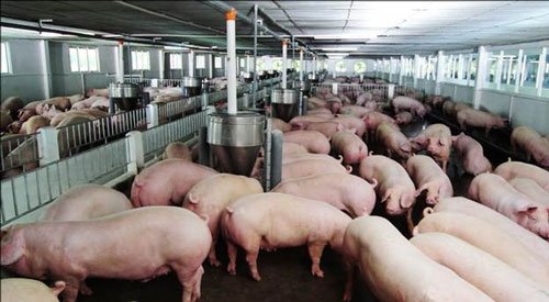 NHNN hướng dẫn các TCTD giãn nợ, miễn giảm lãi vay chăn nuôi lợn