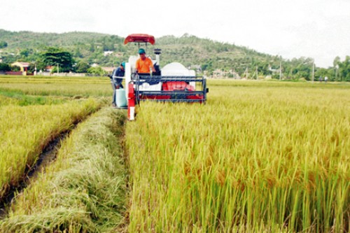 Khuyến khích DN hợp tác với nông dân tổ chức sản xuất hàng hóa quy mô lớn