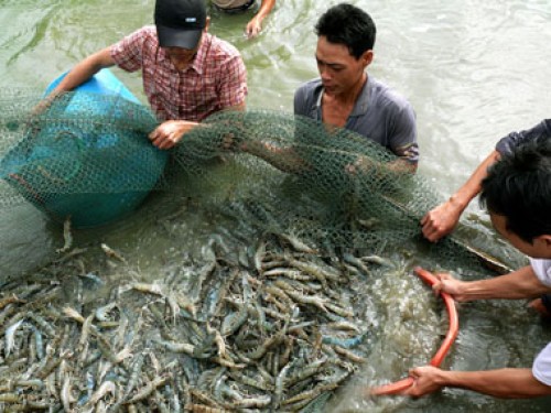 Sản lượng nuôi trồng thủy sản tăng 3,3% so với cùng kỳ