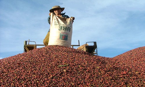 Giá cà phê giảm 500 nghìn đồng/tấn