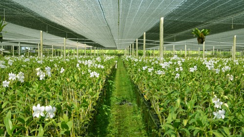Hà Nội dành 9,9ha xây Trung tâm nghiên cứu ứng dụng nông nghiệp CNC