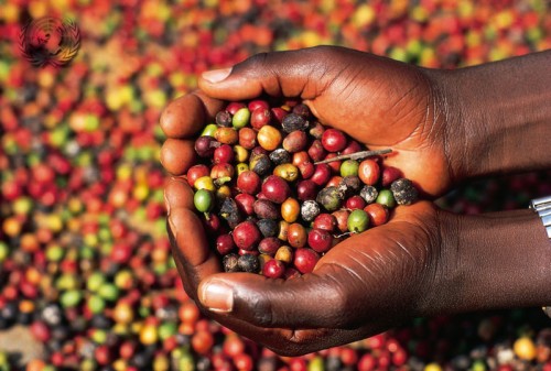 Giá cà phê trong nước giảm 300 nghìn đồng/tấn ngày 14/10
