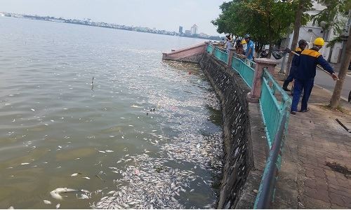 Thủ tướng yêu cầu sớm làm rõ nguyên nhân cá chết bất thường tại Hồ Tây