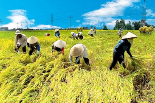 Gạo Việt chiếm 15% tổng lượng gạo xuất khẩu toàn thế giới
