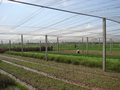 Hà Nội: Đề xuất 113,8 tỷ đồng phát triển sản xuất rau an toàn giai đoạn 2016-2020