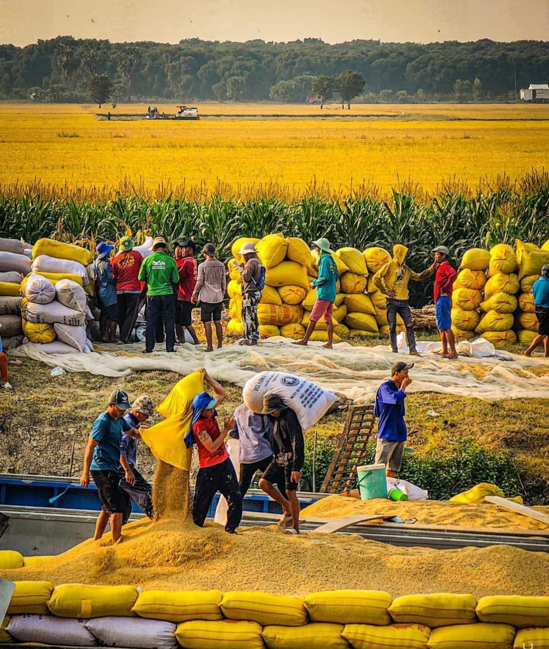 an giang von ngan hang chay manh vao linh vuc nong nghiep nong thon