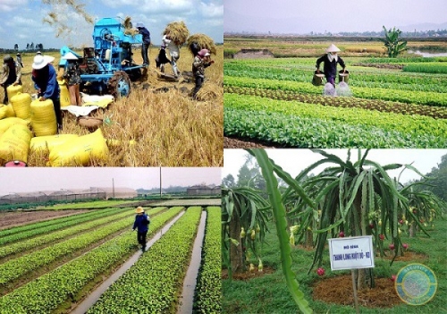 Vốn ngân hàng góp phần tái cơ cấu nông nghiệp nông thôn
