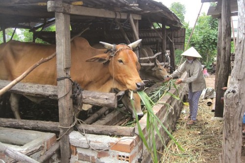 Những cán bộ ngân hàng… nghiệp dư