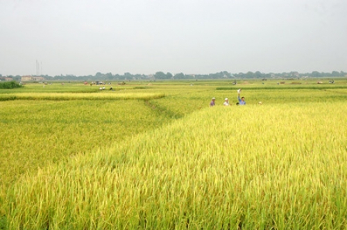Đến năm 2020: Đất nông nghiệp chiếm 74,44% diện tích đất toàn tỉnh Vĩnh Long