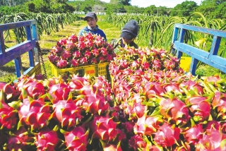 Chung tay đưa nông sản Việt vươn tầm