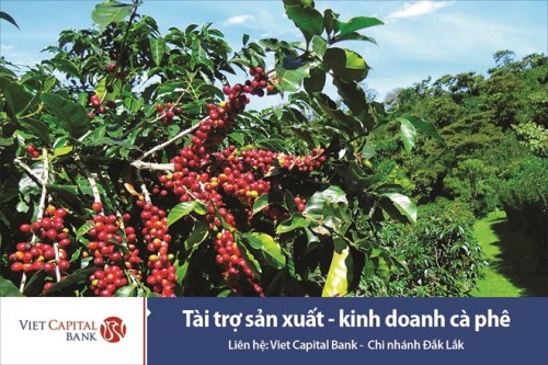 Viet Capital Bank ra mắt sản phẩm dành cho KH sản xuất - kinh doanh cà phê