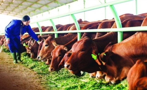 NHNN bắt tay triển khai gói tín dụng nông nghiệp công nghệ cao