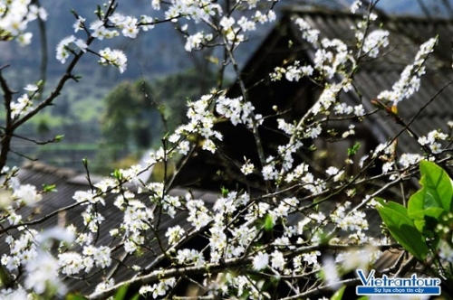 Vietrantour: Tour ngắm hoa, hành hương nở rộ sau Tết