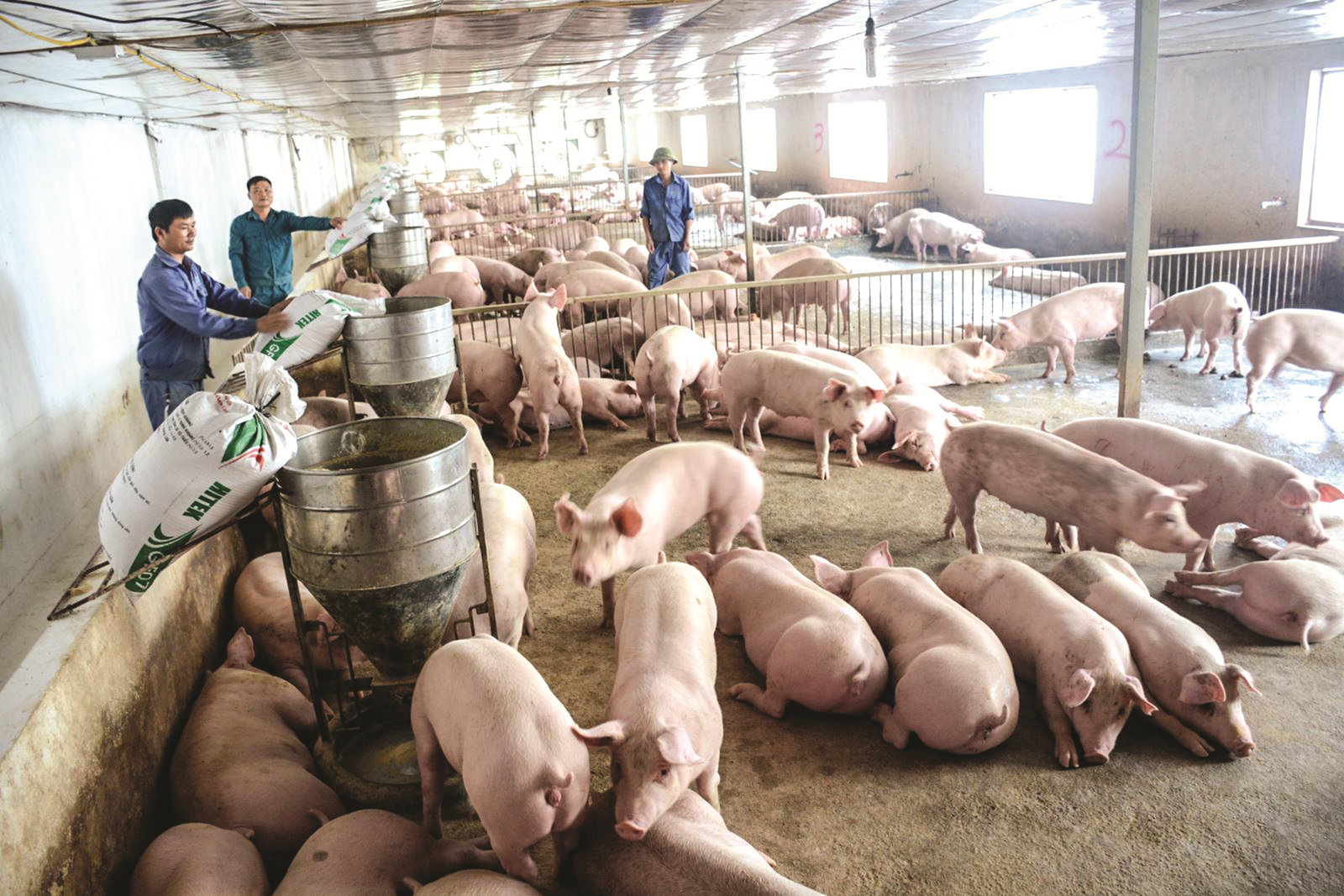 Phát triển chăn nuôi bền vững: Tái đàn lợn theo hướng an toàn sinh học