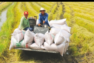 Khẳng định thương hiệu nông sản Đồng bằng sông Cửu Long