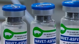 Việt Nam sắp có vaccine phòng dịch tả lợn châu Phi
