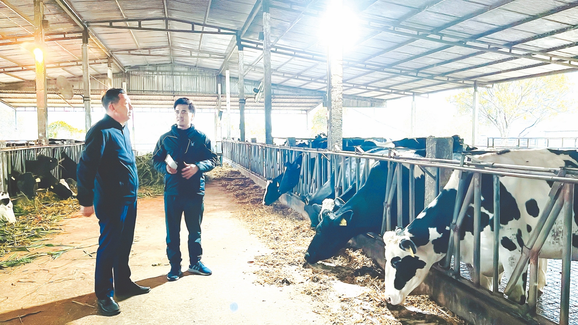 Chi tiết với hơn 75 về mô hình bò sữa mới nhất  thdonghoadian