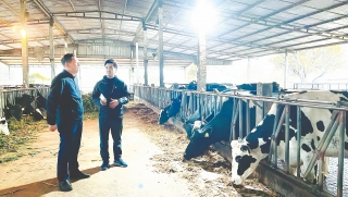 Mộc Châu: Mô hình trang trại du lịch bò sữa thu “tiền tỷ”